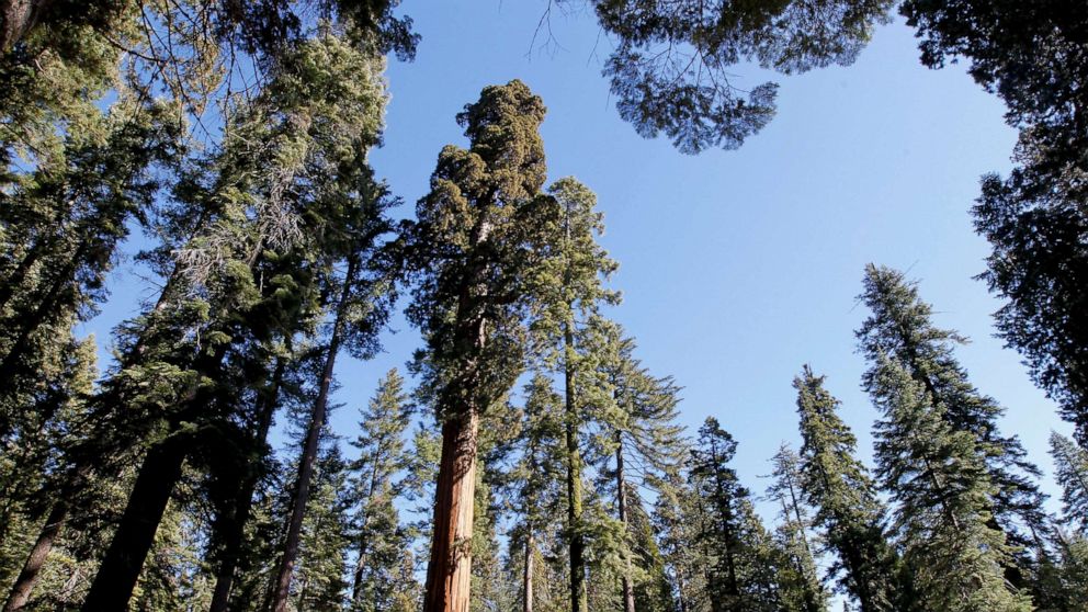 PHOTO: In this Feb. 26, 2013, file photo, the Mariposa Grove of Giants Sequoias is shown in Yosemite National Park in California.