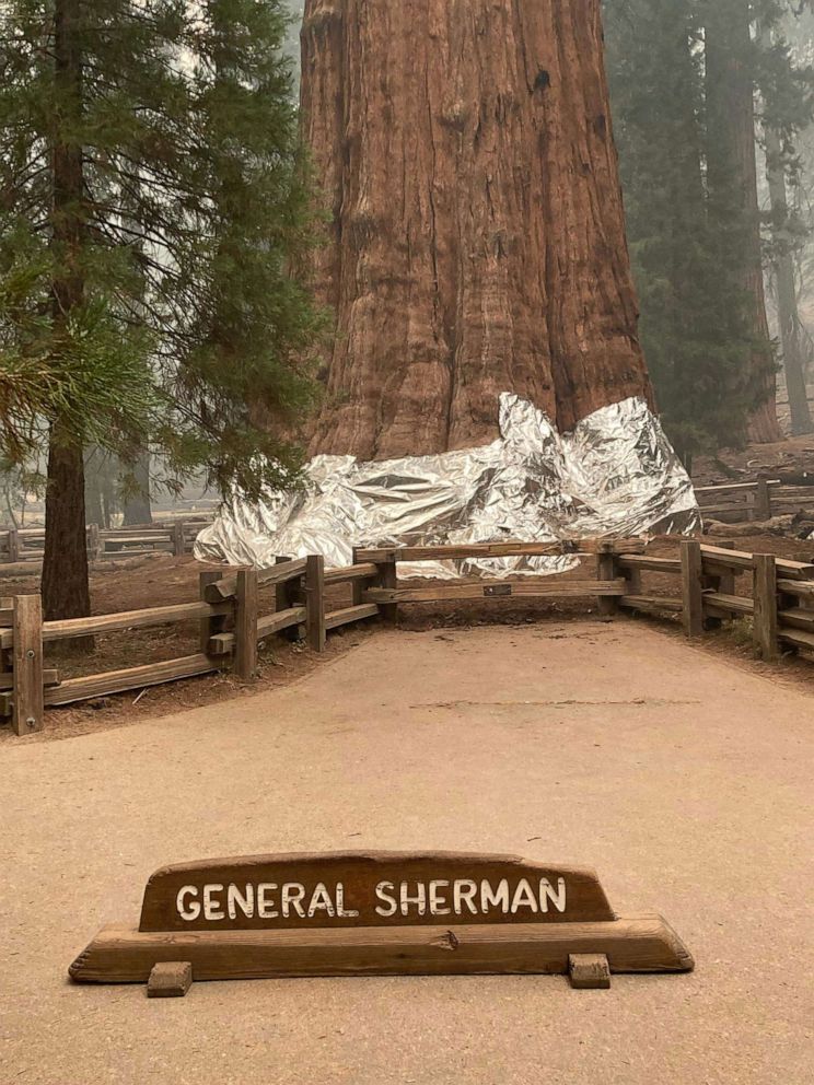 PHOTO: In this picture released by the National Park Service on Sept.16, 2021, firefighters wrap the historic General Sherman Tree, estimated to be around 2,300 to 2,700 years old, with fire-proof blankets in Sequoia National Park, Calif.