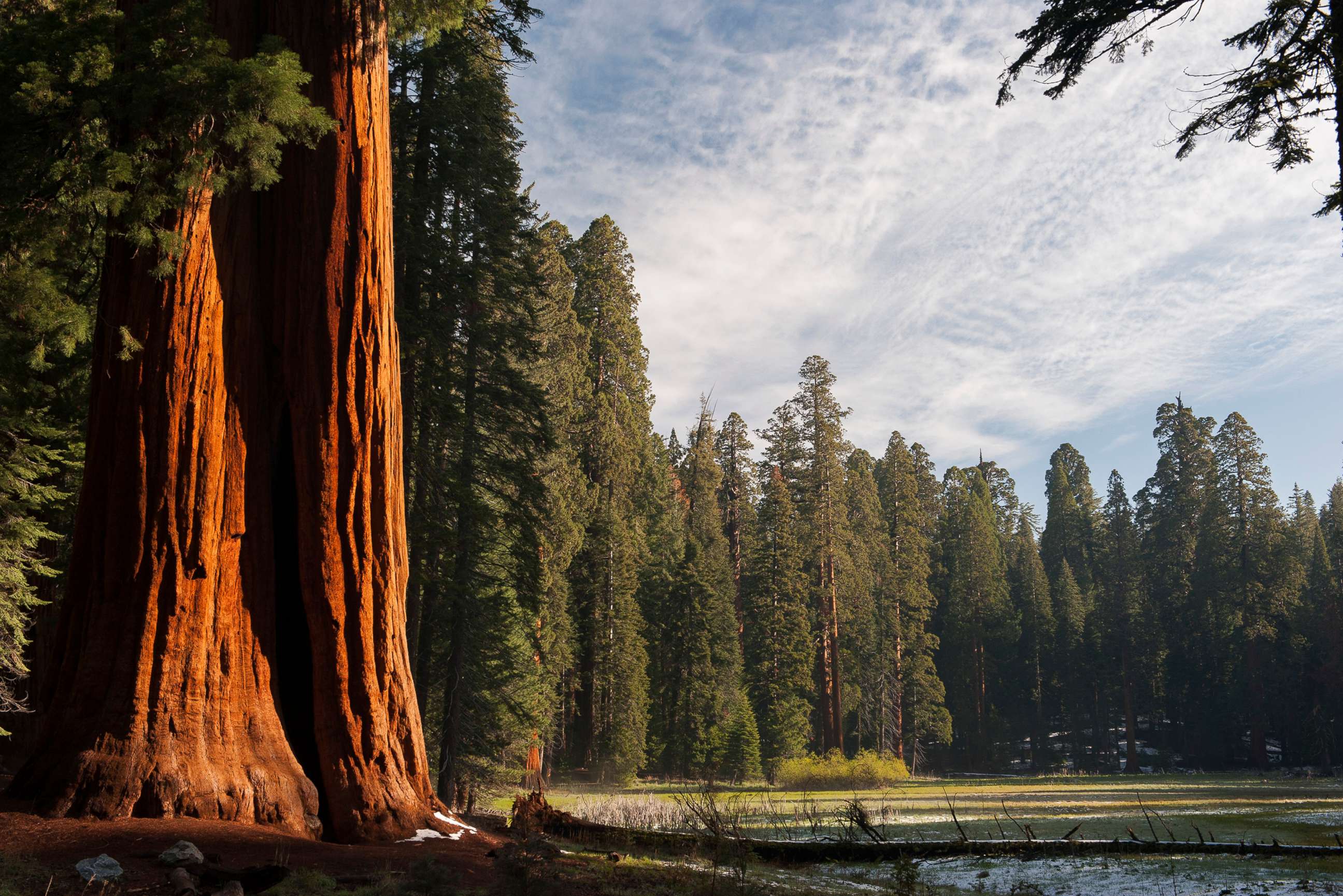 PHOTO: In this undated file photo, Sequoia trees are shown in Sequoia National Park in California.