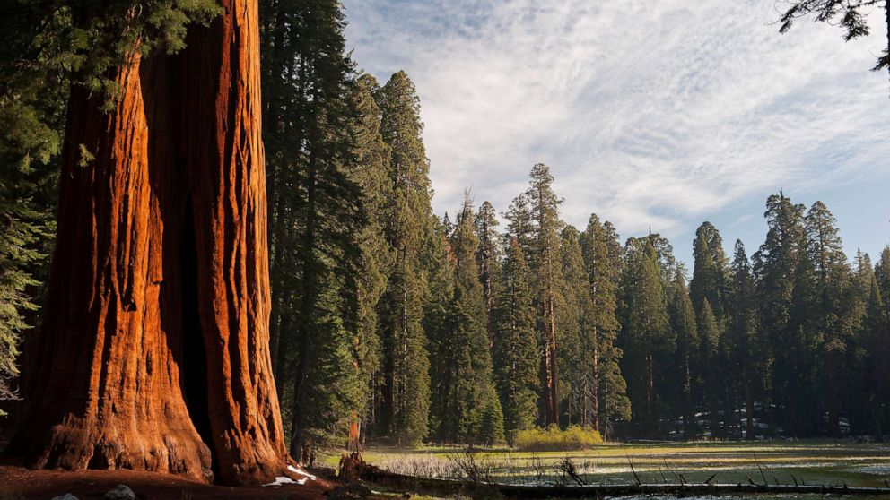 PHOTO: In this undated file photo, Sequoia trees are shown in Sequoia National Park in California.