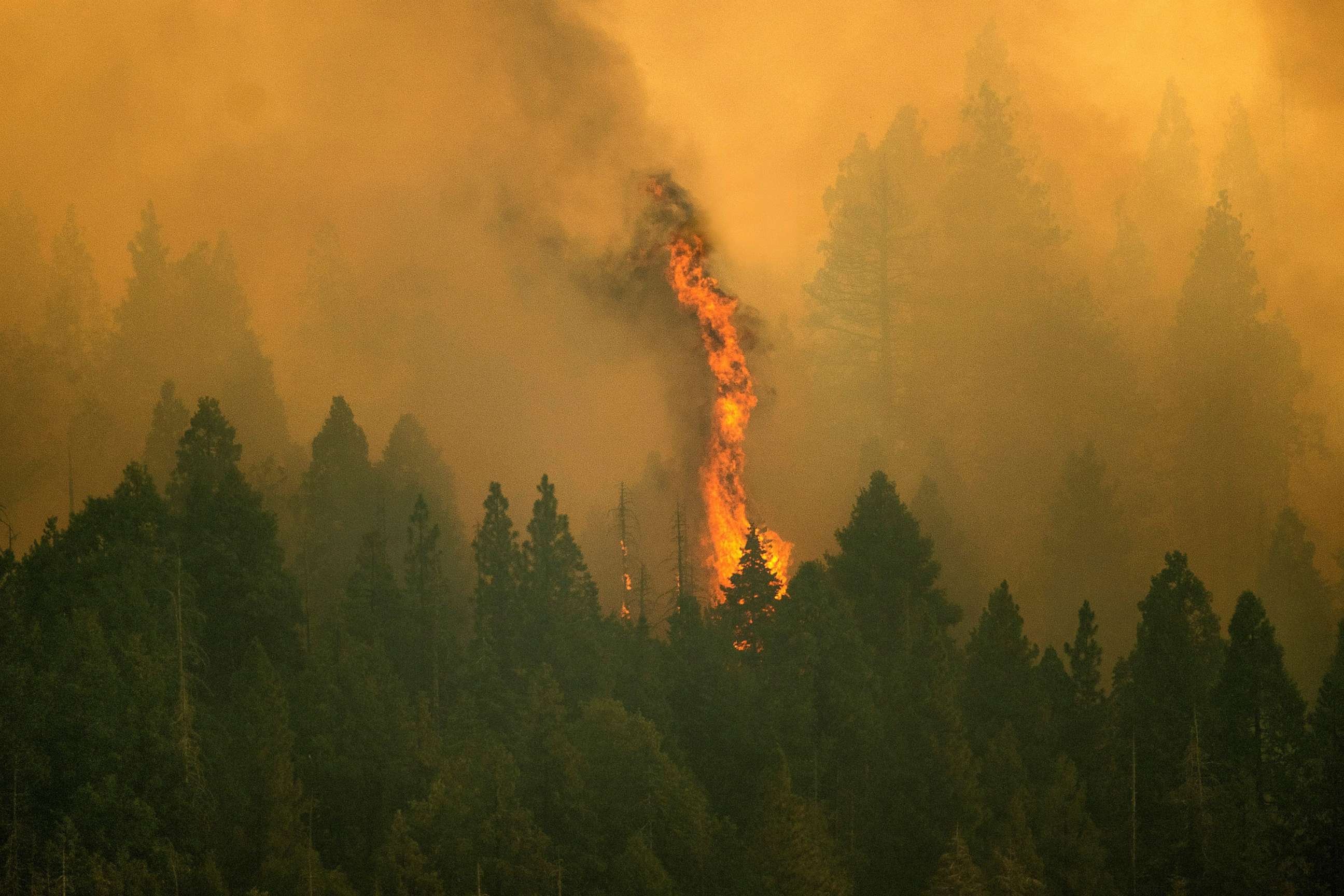 PHOTO: The Windy Fire burns in Sequoia National Forest, Calif., on Sept. 16, 2021.