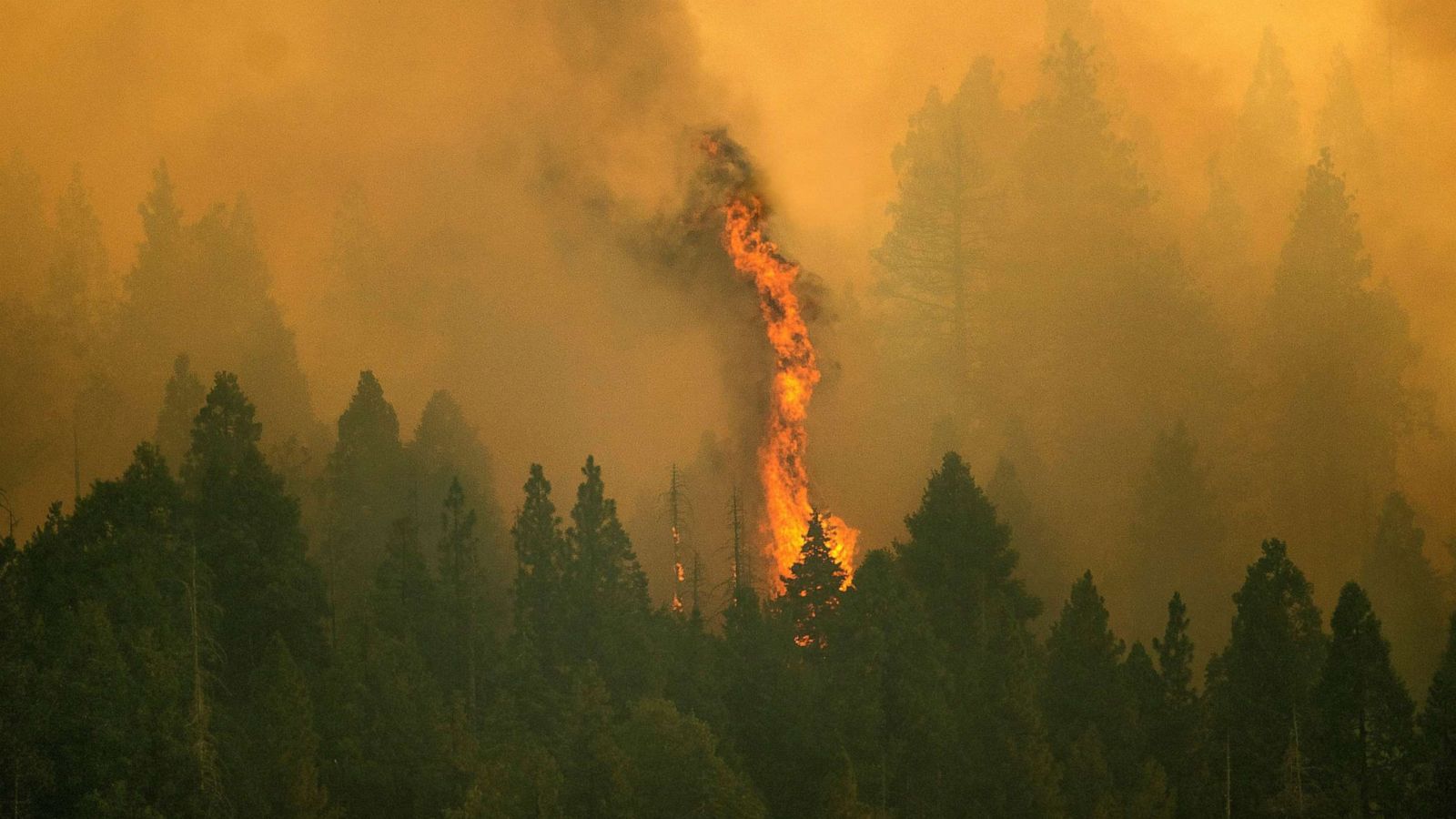 Giant Sequoia trees in Sequoia NP being protected from fire with structure  protection wrap - Wildfire Today