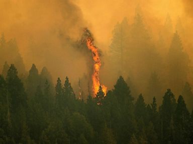 Giant sequoias wrapped in protective foil as multiple fires threaten ancient trees