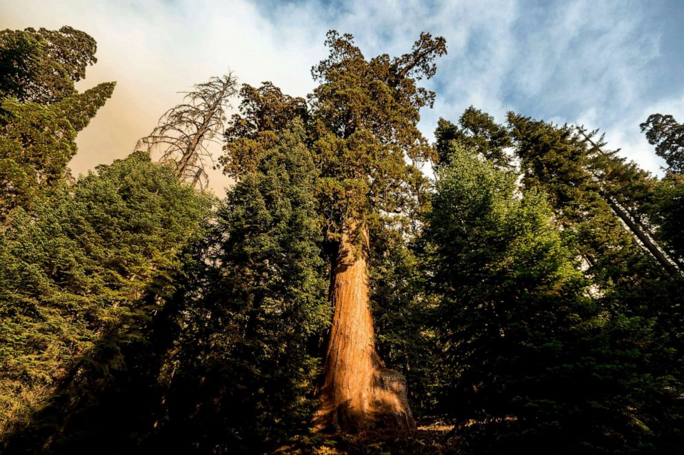PHOTO: Smoke from the Windy Fire, left, rises above a giant sequoia in the Sequoia National Forest, Calif., Sept. 16, 2021.