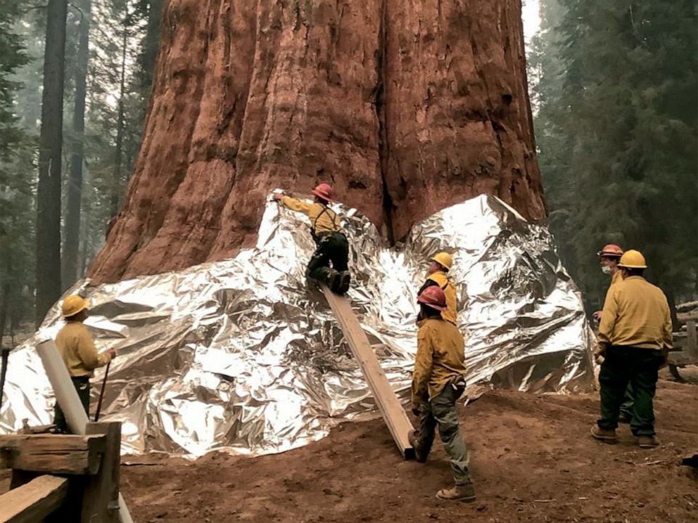 PHOTO: Firefighters apply structure wrap to giant sequoias on the KNP Complex fire in the Sequoia National Park, Calif., Sept. 17, 2021.