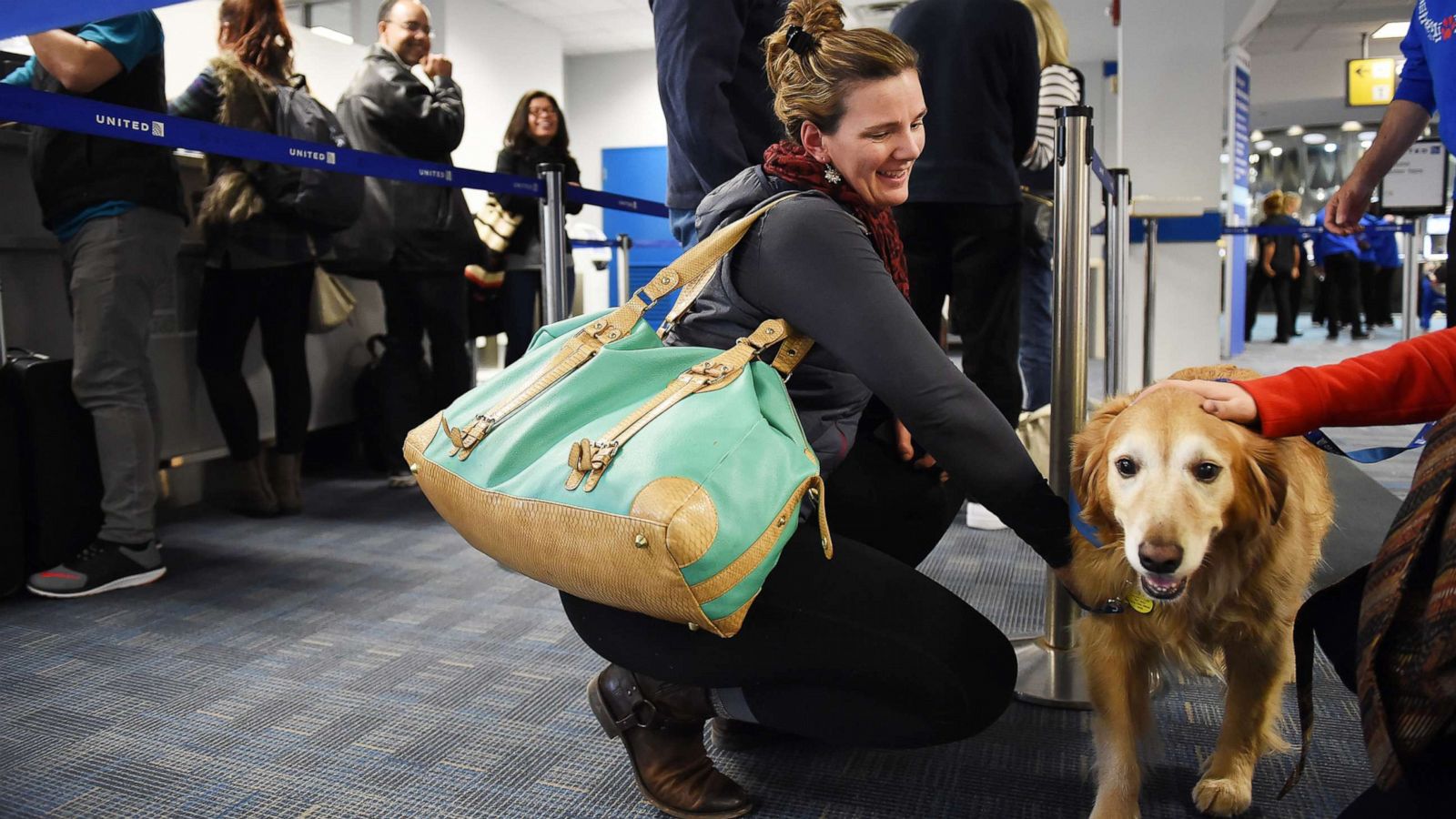 comfort pets on planes