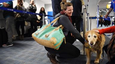 airlines that accept emotional support animals