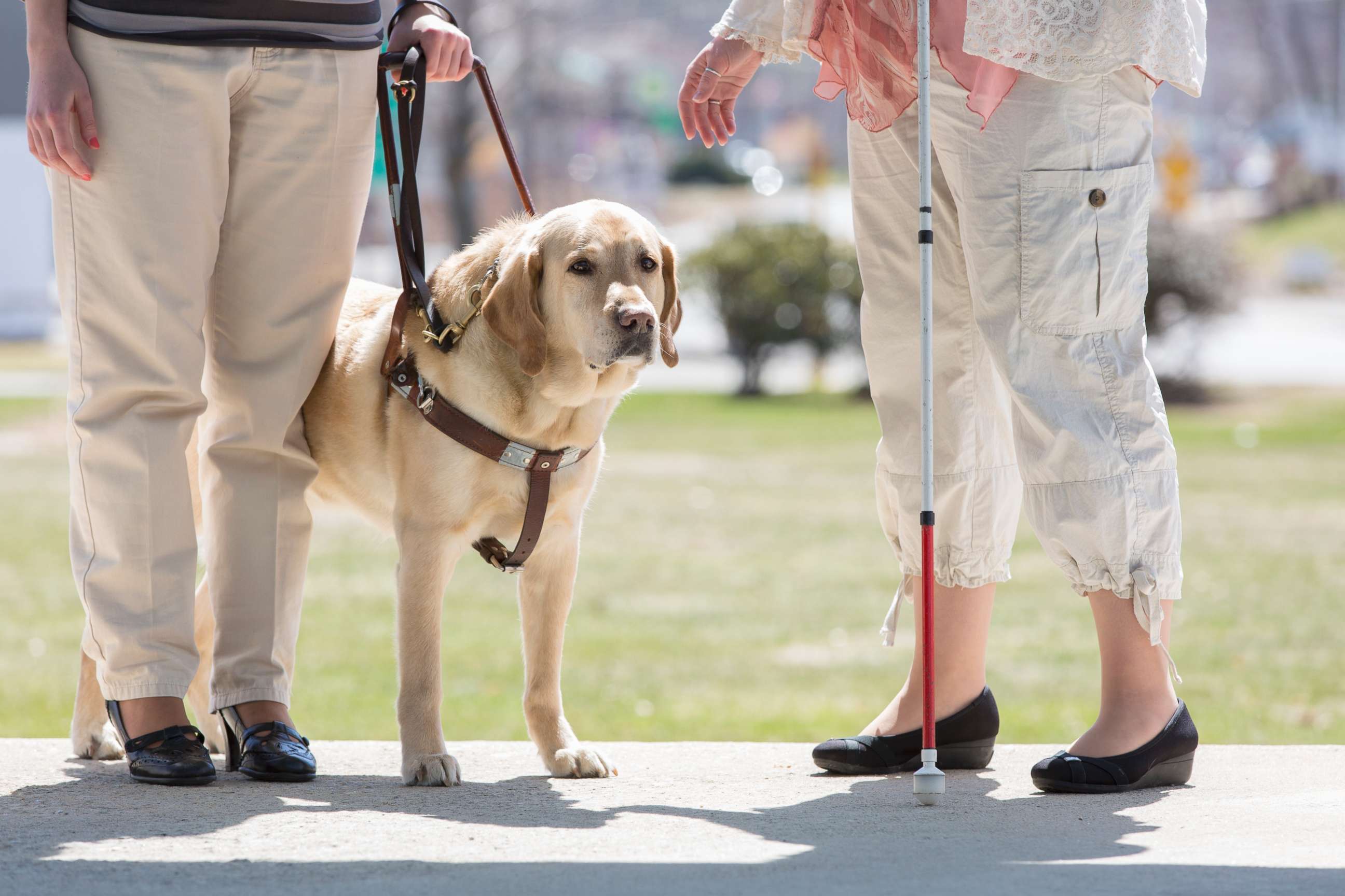 PHOTO: A service dog is seen in this undated file photo.