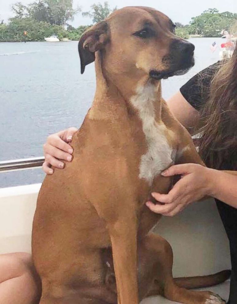 PHOTO: Wrigley, a Rhodesian Ridgeback mix, is pictured in an undated photo shared by the Indianapolis police. He was in his owners' car when it was stolen from a gas station on July 17, 2018.