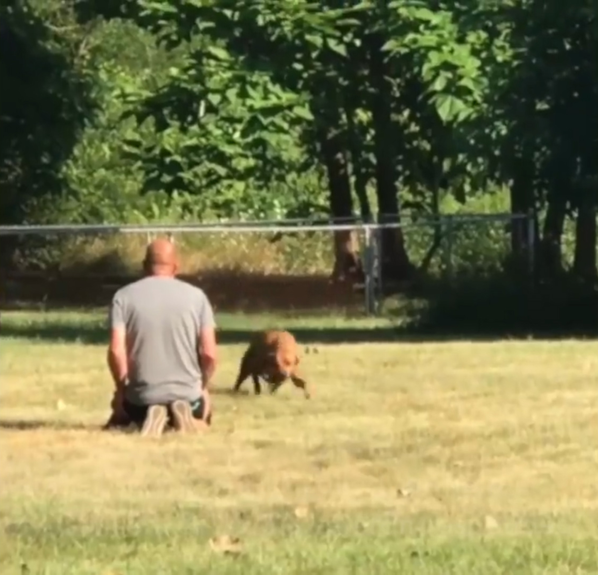 PHOTO: Wrigley, a Rhodesian Ridgeback mix service dpg, is pictured in an image from video reuniting with his owners, Tim and Lanasu Whitner, on July 18, 2018. Video of the event was shared by the Indianapolis Metropolitan Police Department.