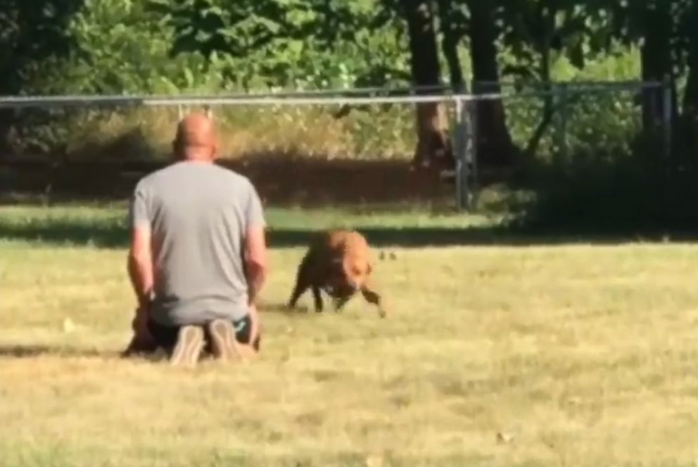 PHOTO: Wrigley, a Rhodesian Ridgeback mix service dpg, is pictured in an image from video reuniting with his owners, Tim and Lanasu Whitner, on July 18, 2018. Video of the event was shared by the Indianapolis Metropolitan Police Department.