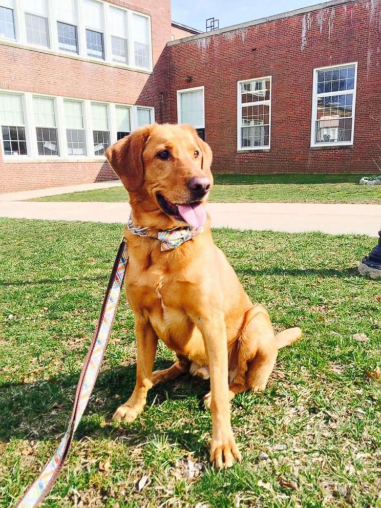 PHOTO: Malachi, who cost more than $20,000, is just "a family dog now," Heather Hudson told ABC News.