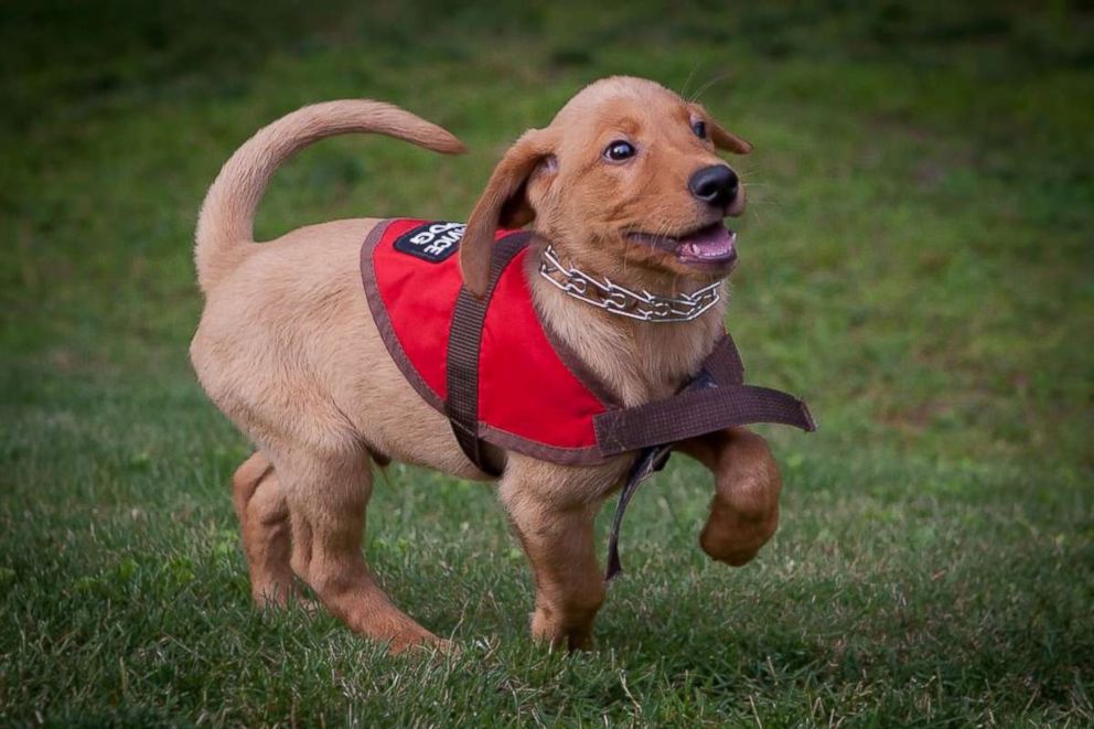 PHOTO: The Hudson family received their dog, Malachi, as a 12-week-old puppy who was supposed to be trained to detect changes in blood sugar for their son, who has type 1 diabetes.