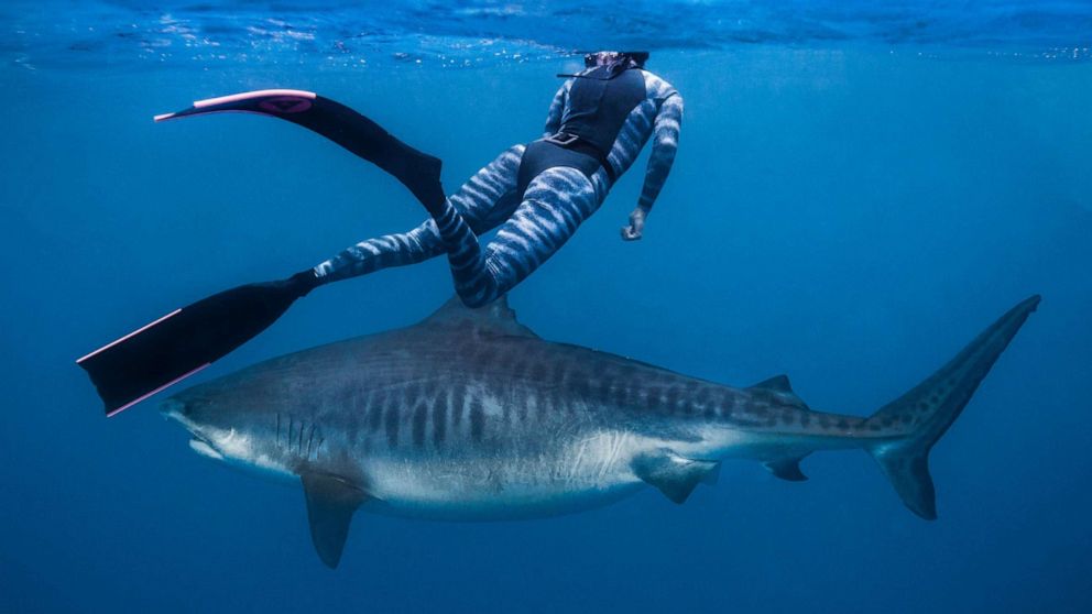 VIDEO: Say hello to Kamakai, the world's biggest tiger shark 