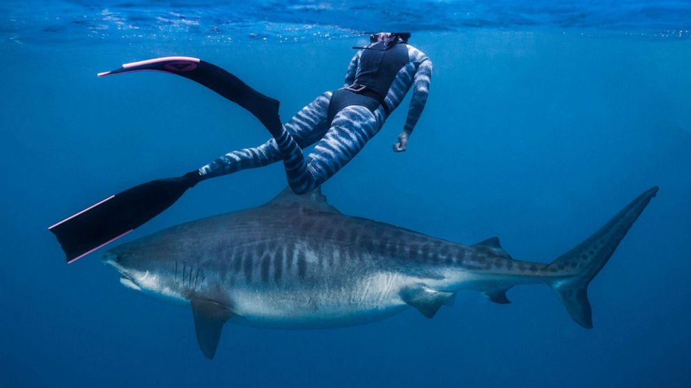 So impressive': Diver captures up-close encounter with massive shark