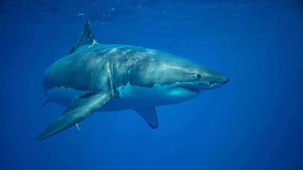 PHOTO: An undated stock photo of Great White Shark.