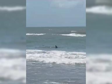 Shark attacks man in waters off Gulf Coast on Fourth of July