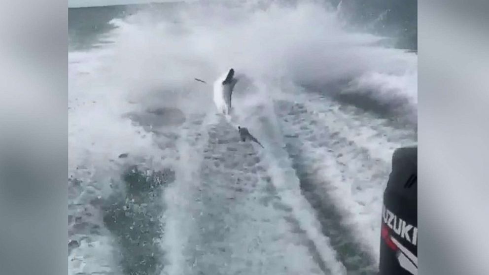 The video appears to show the boat traveling at a high speed while dragging the shark.