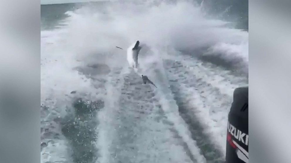 The Florida Fish and Wildlife Conservation Commission is investigating a video that appears to show a shark being dragged by a boat traveling at a high speed. 