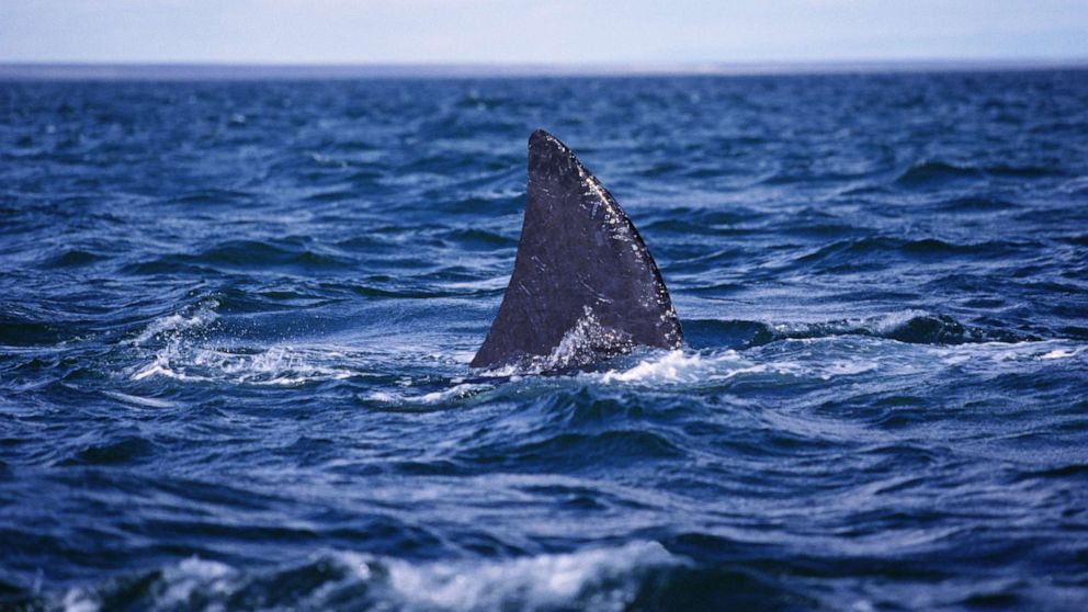 PHOTO: In this undated file photo, a shark fin is shown in the Sea of Cortez, Gulf of California, Mexico.