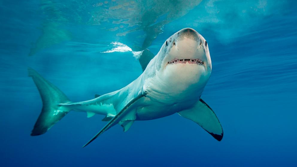 Se publican las primeras imágenes de un gran tiburón blanco recién nacido
