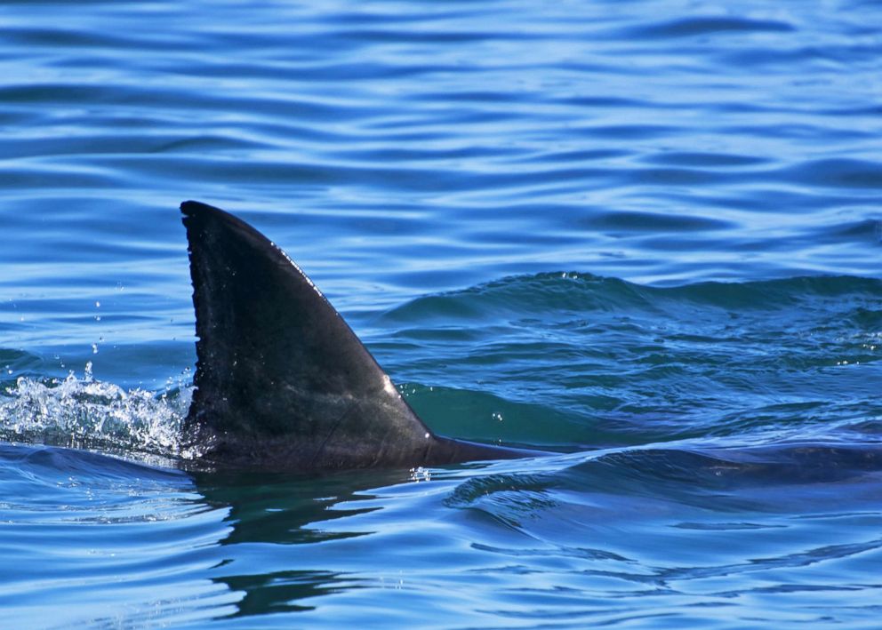 Meet 'Deep Blue': Possibly the largest great white shark ever filmed - ABC  News