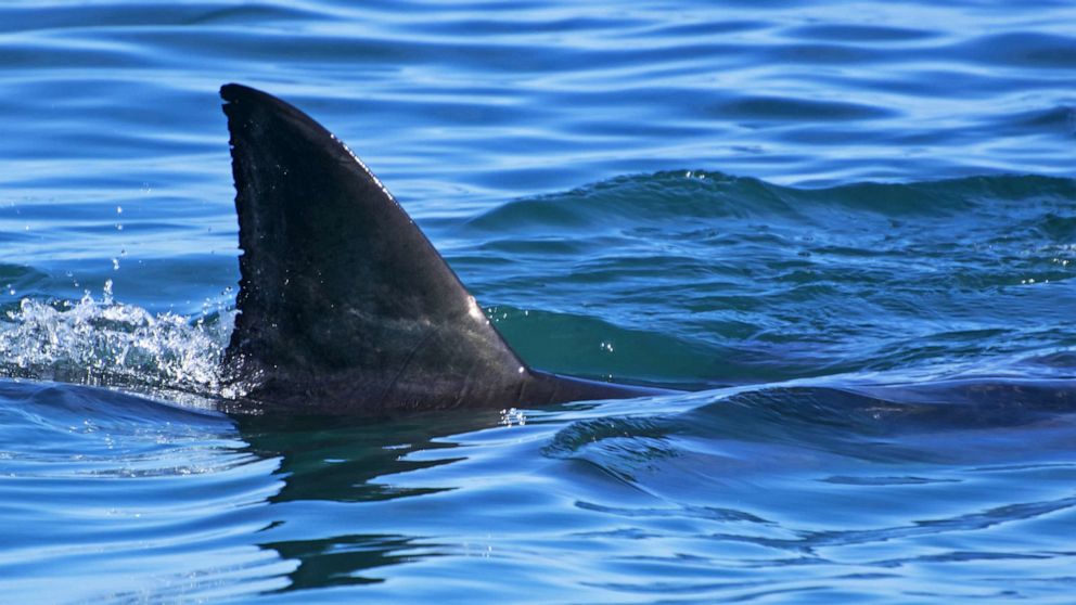 PHOTO: A great white shark is seen here in this undated stock photo.