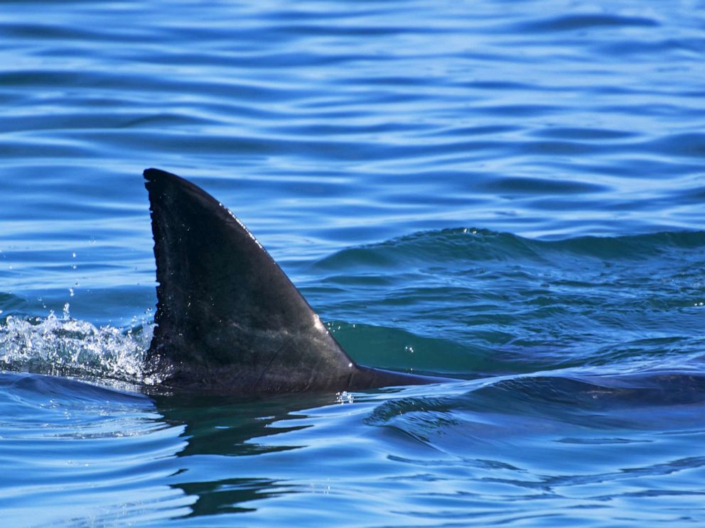 PHOTO: A great white shark is seen here in this undated stock photo.