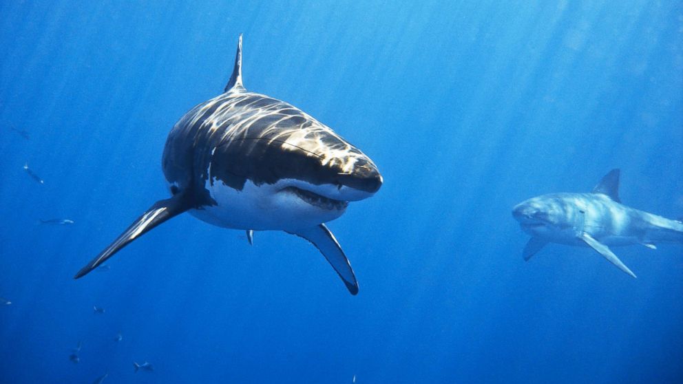 PHOTO: Two male great white sharks swim off of Isla de Guadalupe, Mexico in this undated stock photo.