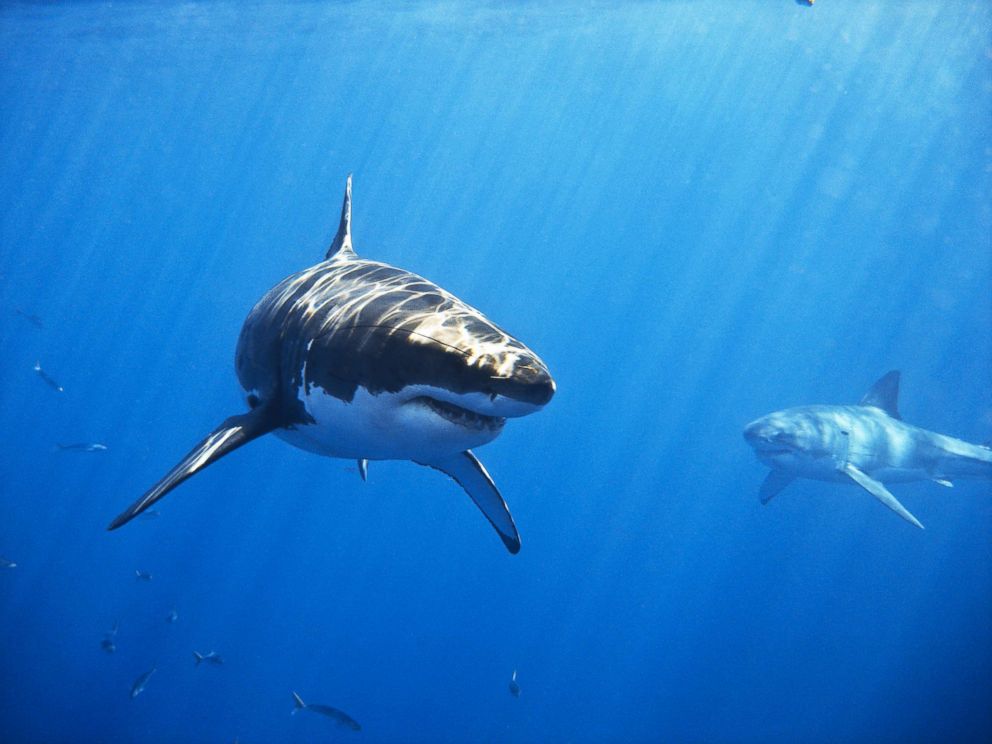 PHOTO: Two male great white sharks swim off of Isla de Guadalupe, Mexico in this undated stock photo.