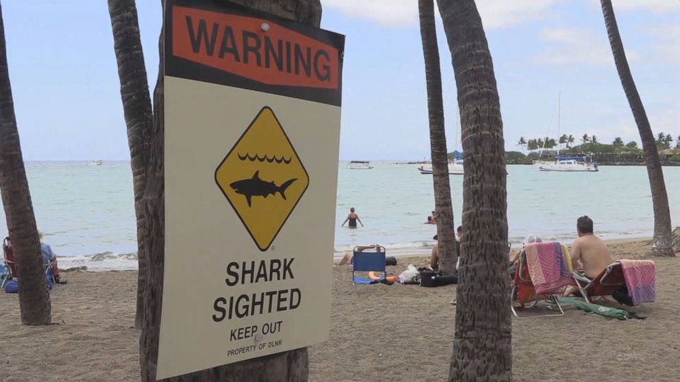 PHOTO: A shark killed a man off the coast of Maui on Saturday, May 25, 2019.