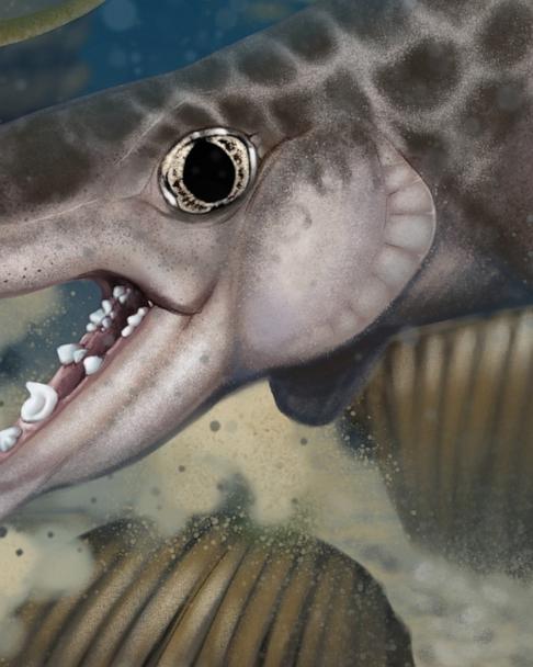 New species of ancient shark discovered at Mammoth Cave National