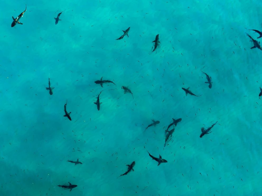PHOTO: Black tip sharks during sunset.