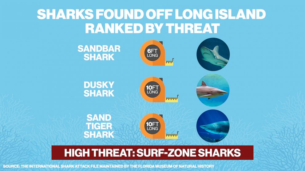 PHOTO: The sandbar shark, dusky shark and sand tiger shark are high threat surf-zone sharks found off of Long Island, N.Y.