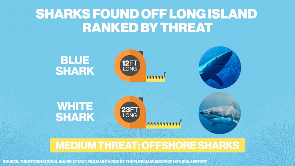 PHOTO: The blue shark and white shark are medium threat sharks found in the waters off of Long Island, N.Y.