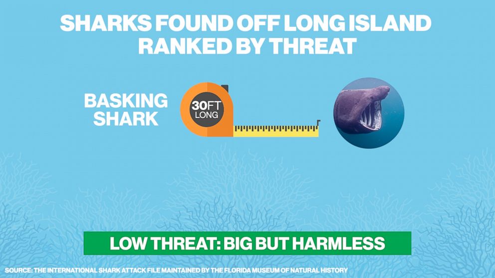 PHOTO: The big but harmless basking shark can be found in the waters off of Long Island, N.Y.