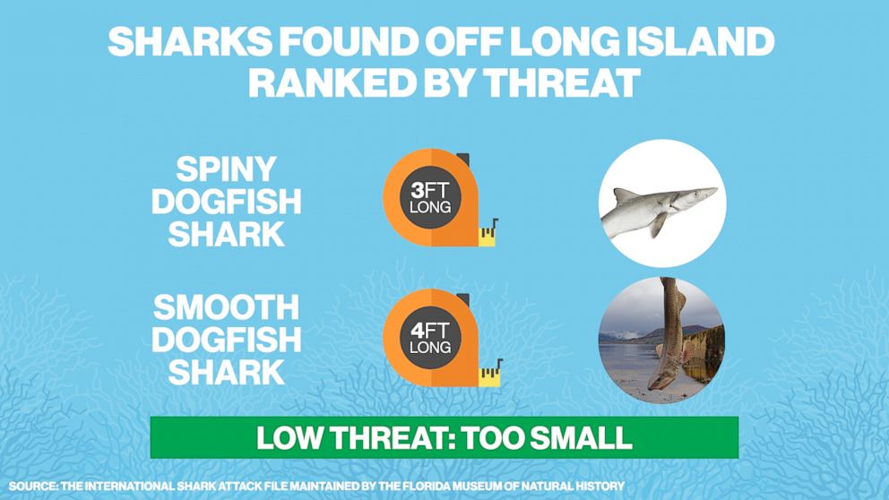 PHOTO: Spiny dogfish sharks and smooth dogfish sharks found in the water off of Long Island, N.Y. are considered too small to be a serious threat.