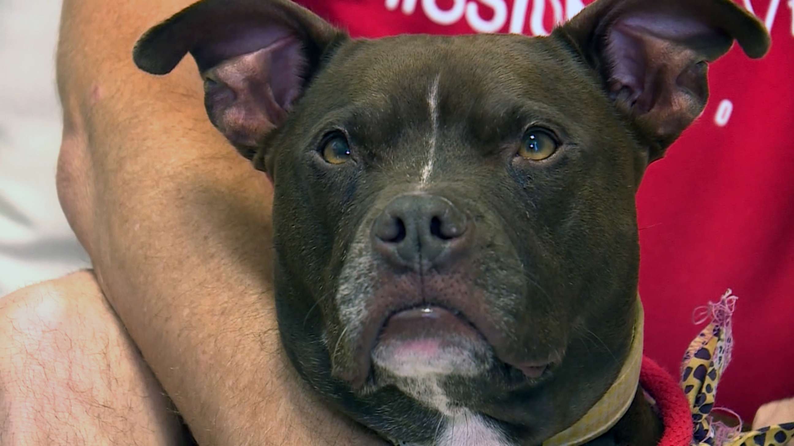 PHOTO: Queen has been at the Great Plains SCPA for more than 400 days without being adopted.