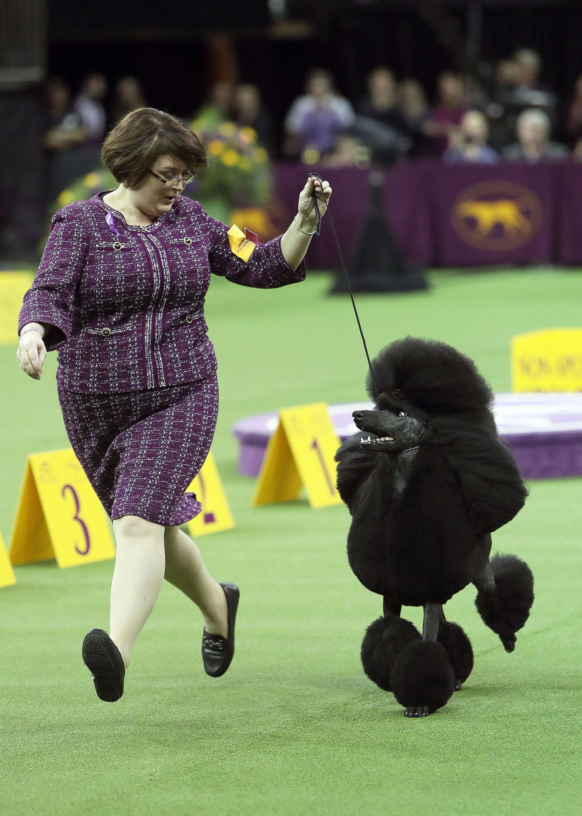PHOTO: A standard Poodle named Siba competes in the 144th Annual Westminster Kennel Club Dog Show, in New York, Feb. 10, 2020.