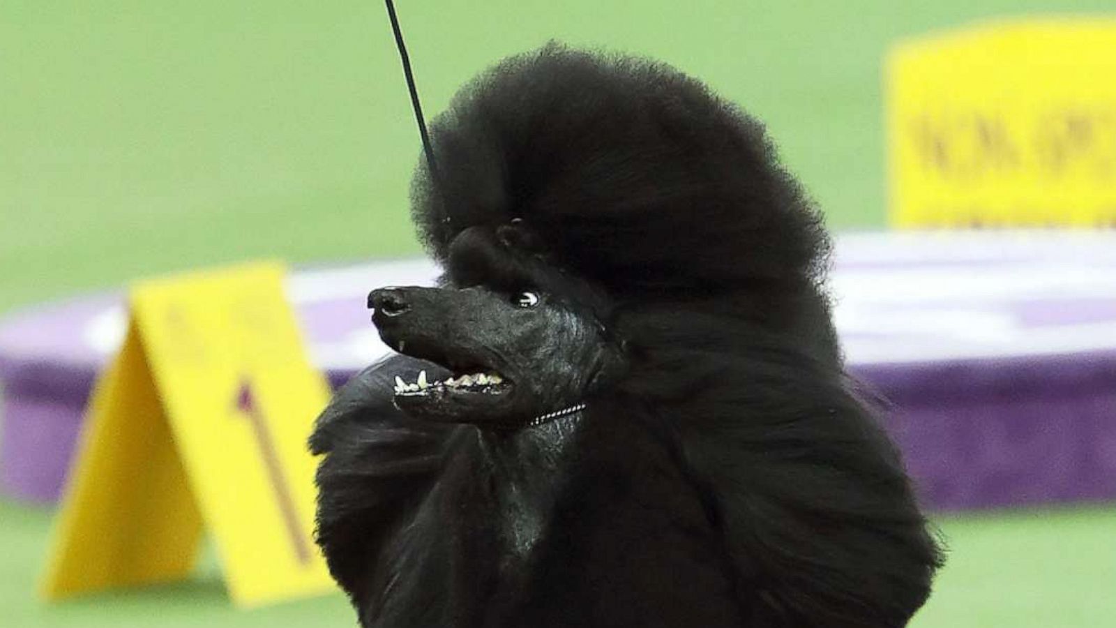 PHOTO: A standard Poodle named Siba competes in the 144th Annual Westminster Kennel Club Dog Show, in New York, Feb. 10, 2020.