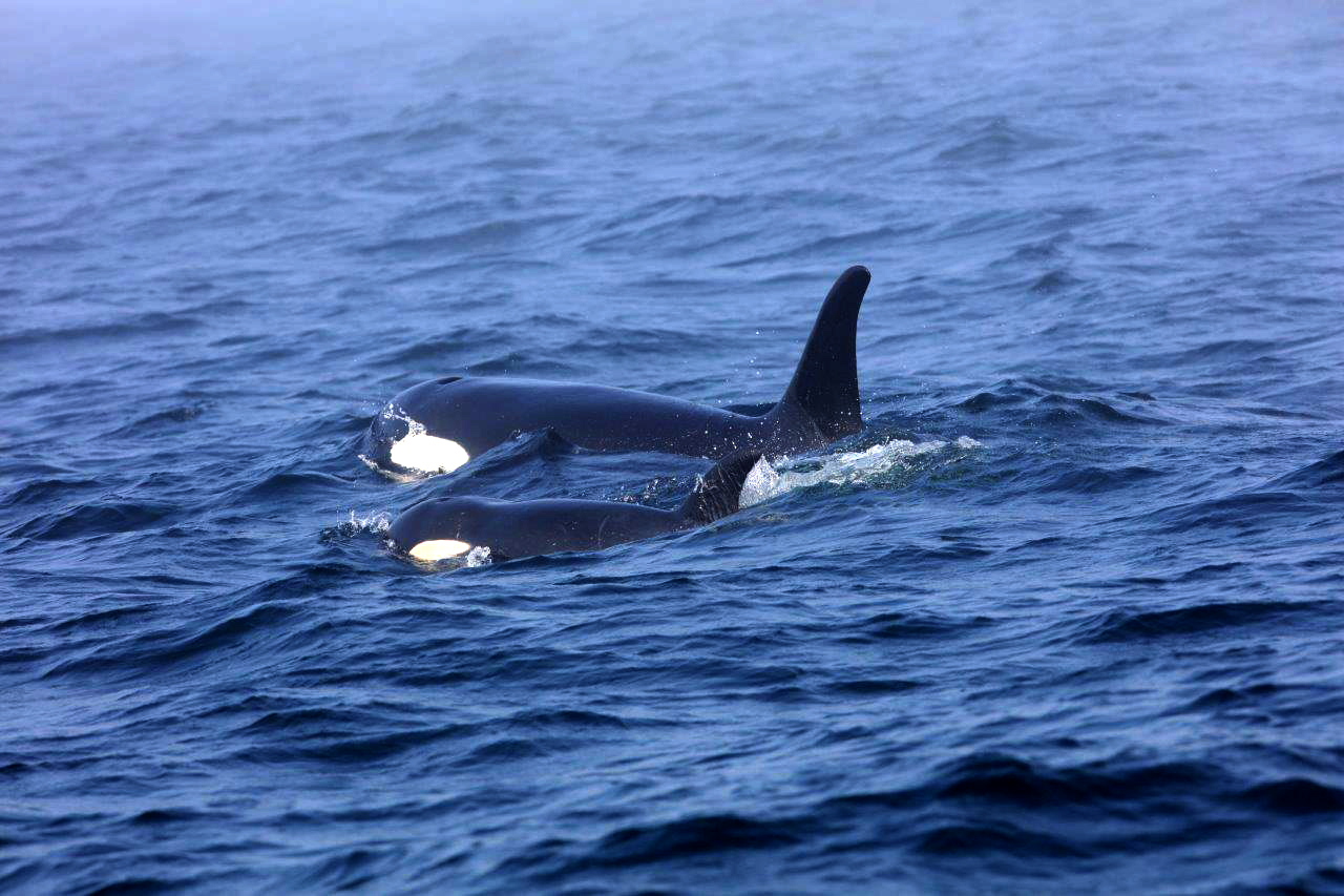 PHOTO: Southern Resident killer whale J50 and her mother, J16, off the west coast of Vancouver Island near Port Renfrew, B.C., on August 7, 2018. 