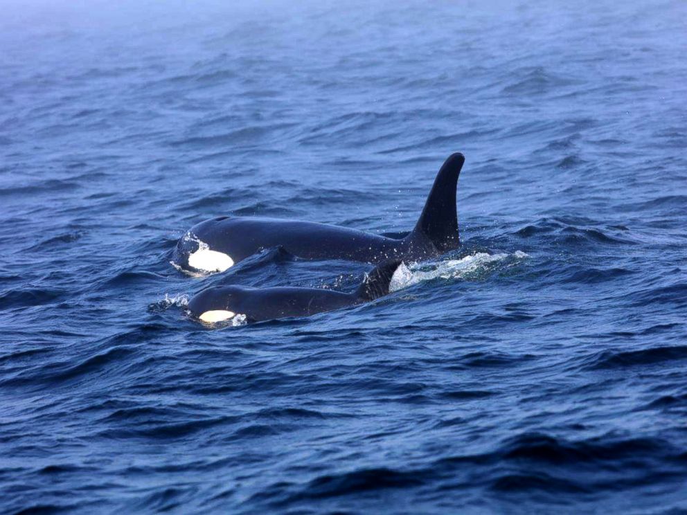PHOTO: Southern Resident killer whale J50 and her mother, J16, off the west coast of Vancouver Island near Port Renfrew, B.C., on August 7, 2018.