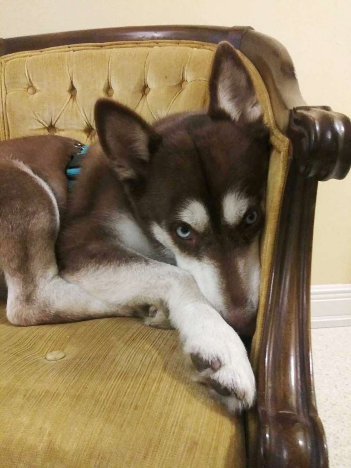 PHOTO: Sinatra the husky snuggles on a chair at the Verrill family home in a Tampa, Fla., suburb before he was returned to his owners on Nov. 26, 2018, almost two years after he ran away from his Brooklyn, New York home.