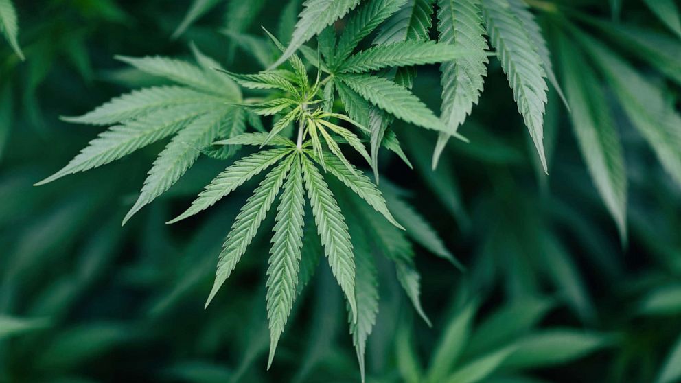 VIDEO: Illinois Gov. signs recreational Cannabis bill