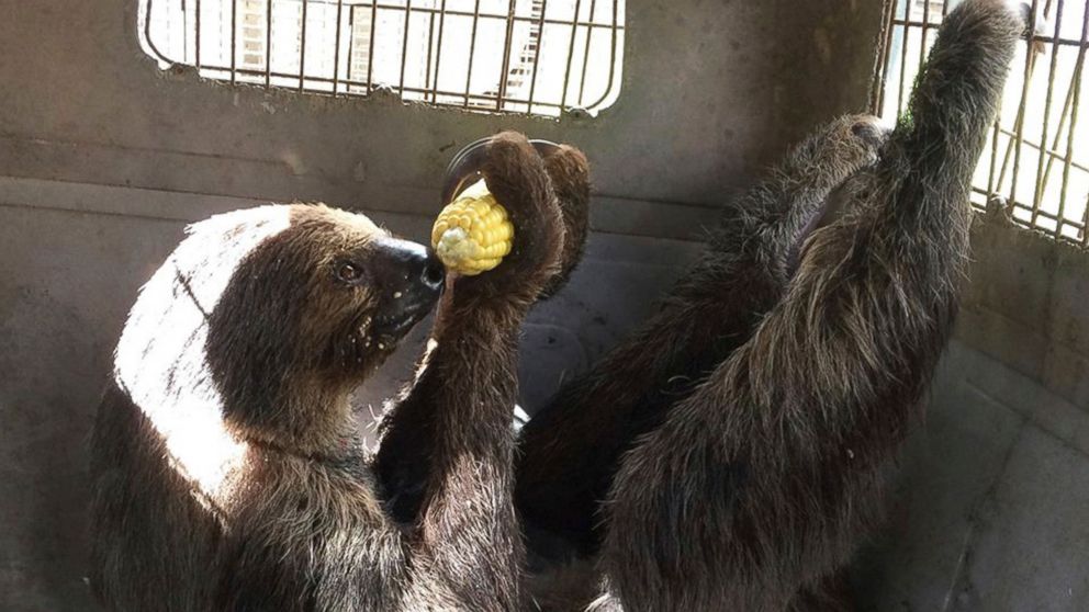 PHOTO: Mo the sloth eats an ear of corn as it is evacuated from the Monroe County Sheriff's animal farm  Sept. 9, 2017, in Key West, Fla. The 250 animals from the farm were relocated to the city jail. 