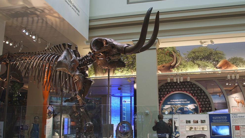 PHOTO: A mastodon skeleton is shown at the Smithsonian National Museum Of Natural History in this undated file photo.