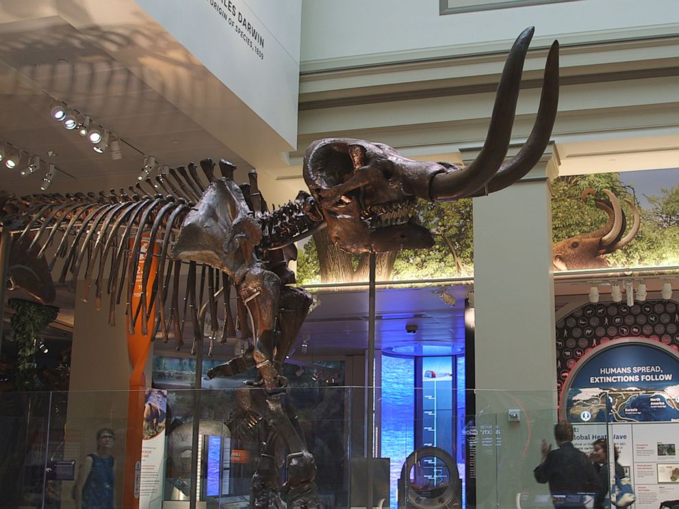 smithsonian dinosaur skeleton