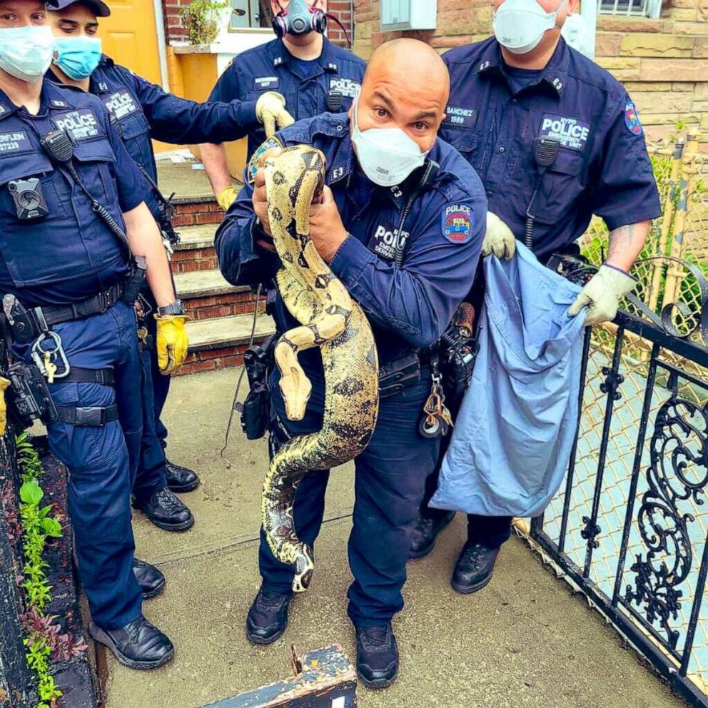 PHOTO: New York Police Department special operations posted this image to Twitter with the caption, "A #Bronx resident left his house this morning to find this unexpected ssssssneaky visitor by his mailbox.