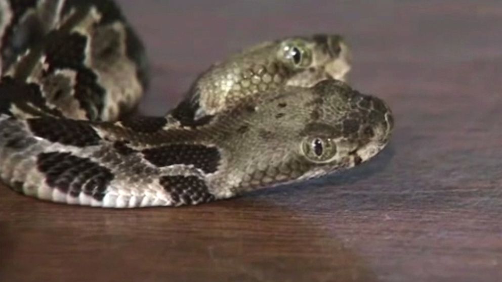 PHOTO: A rare two headed rattlesnake found in New Jersey. 