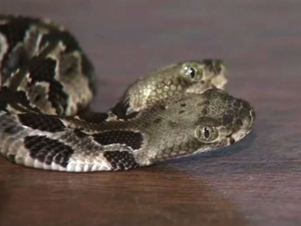 PHOTO: A rare two headed rattlesnake found in New Jersey.